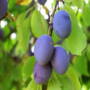 Slivka (Prunus domestica) ´JOJO´ - neskorá 200-230 cm, voľnokorenná